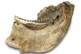 Woolly Mammoth Half Mandible with M Molar - North Sea #298455-5